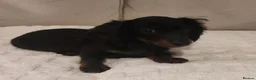 Miniature Dachshund dogs for sale: Long hair Miniature dachshund boy in Preston - Advert 3