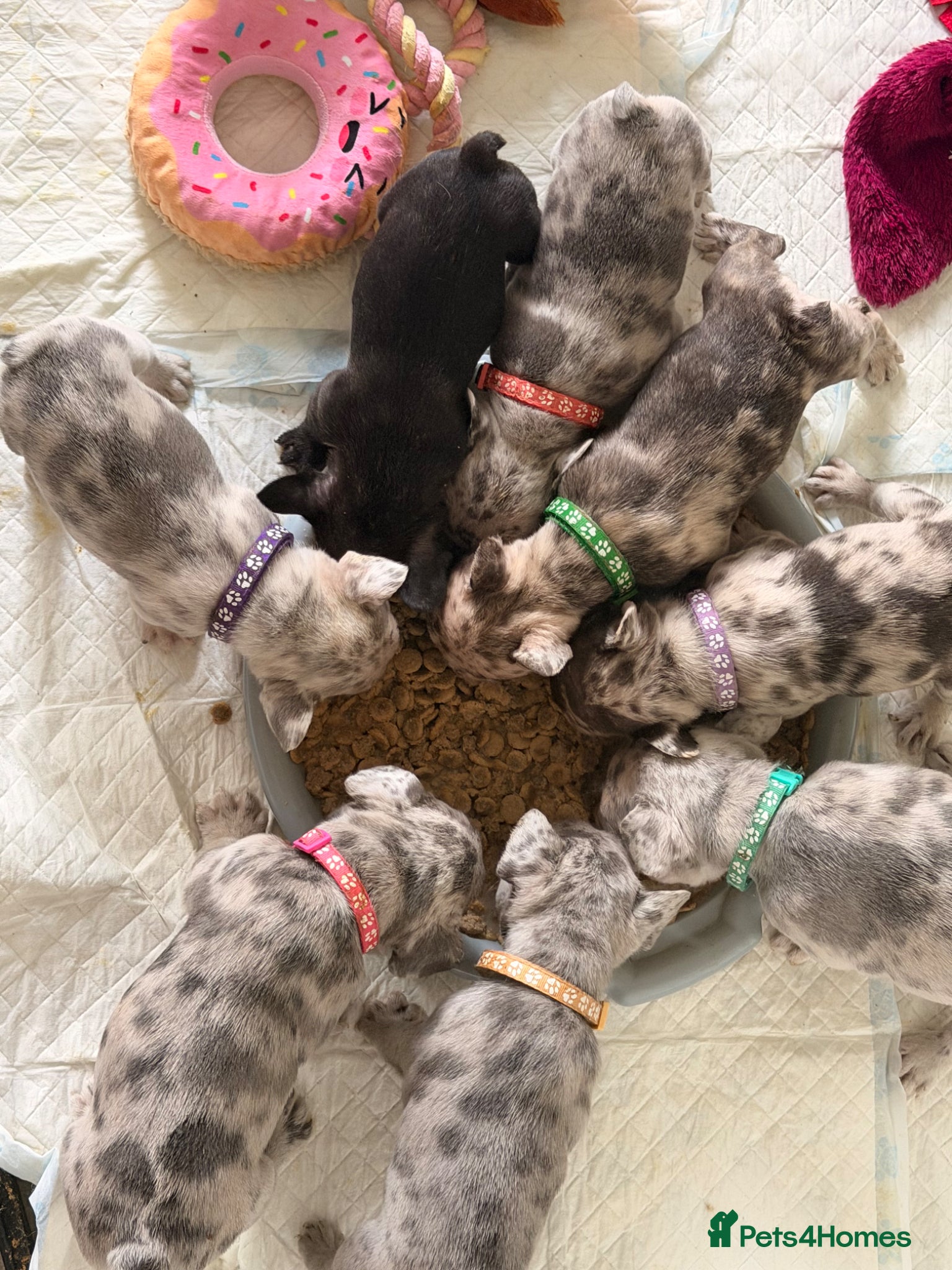 French Bulldog dogs Incredible blue eyes. 7 Merle 1 black. Best on net - Advert 14