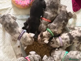 French Bulldog dogs Incredible blue eyes. 7 Merle 1 black. Best on net - Advert 14