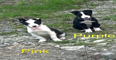 Border Collie dogs - Advert 2