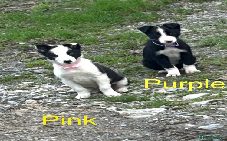 Border Collie dogs - Advert 3
