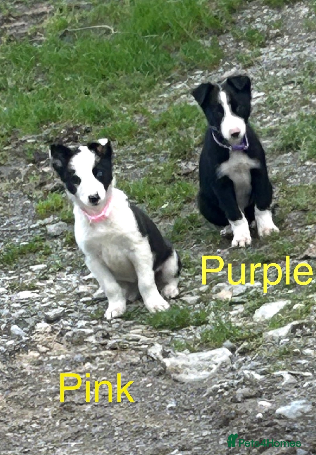 Border Collie dogs for sale: Gorgeous Border Collie pups - Image 1