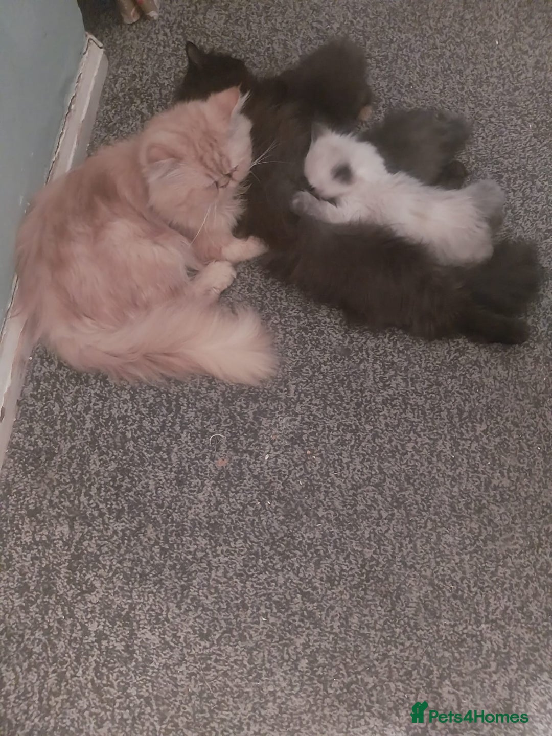 Persian cats for sale: Gorgeous Persian Kitten - Image 3