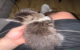 British Shorthair cats for sale: 3 x adorable kittens  - Image 7