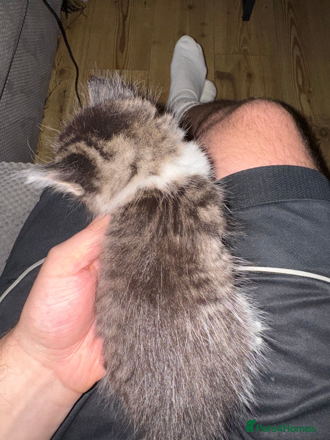 British Shorthair cats for sale: 3 x adorable kittens  - Image 7