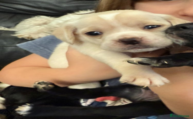 Mixed Breed dogs - Advert 16