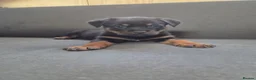 Rottweiler dogs for sale: Pure breed rottweiler puppies not KC reg - Advert 5