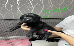 Labrador Retriever dogs for sale: Labrador puppies - Advert 13