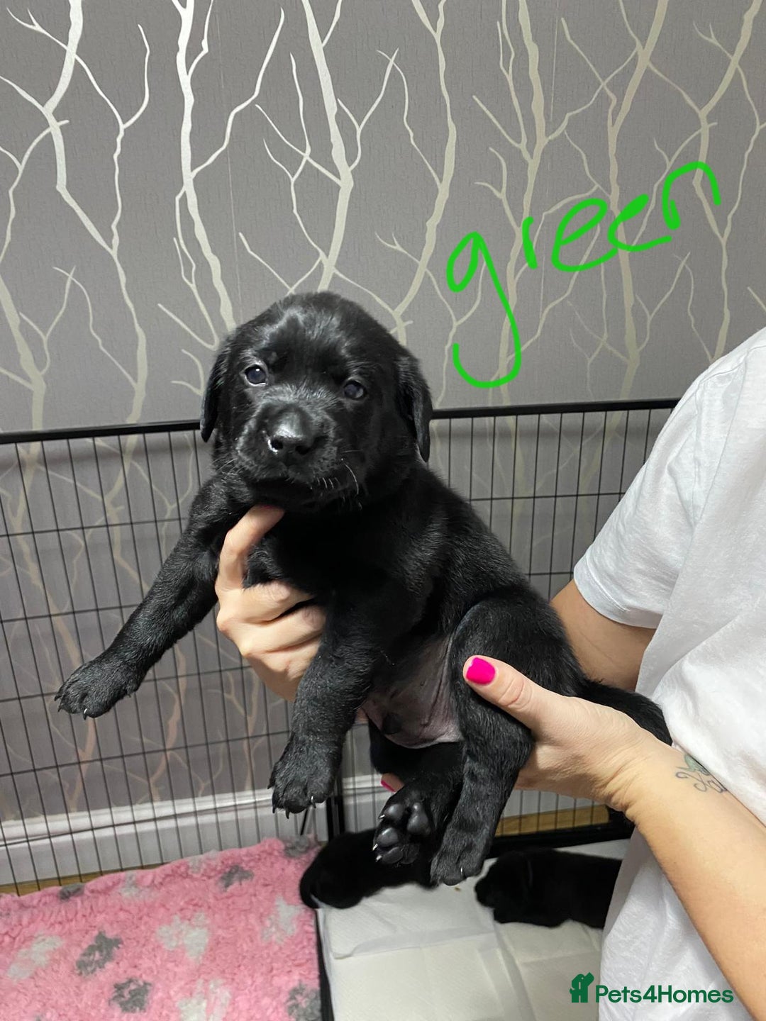 Labrador Retriever dogs for sale: Labrador puppies - Advert 13