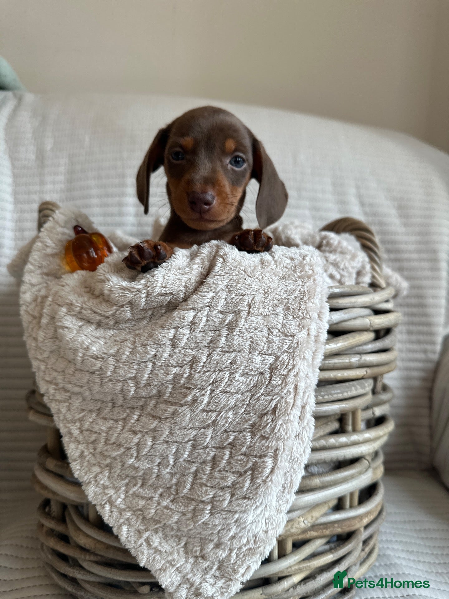 Miniature Dachshund dogs 🐾exceptional KC REGISTERED PRA clear  - Advert 2