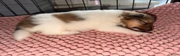 Shetland Sheepdog dogs for sale: Shetland sheepdog female looking for forever home - Advert 9
