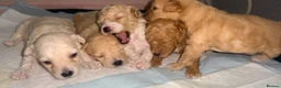 Maltipoo dogs for sale: 5 Maltipoo Puppies Looking For There Forever Homes - Advert 2