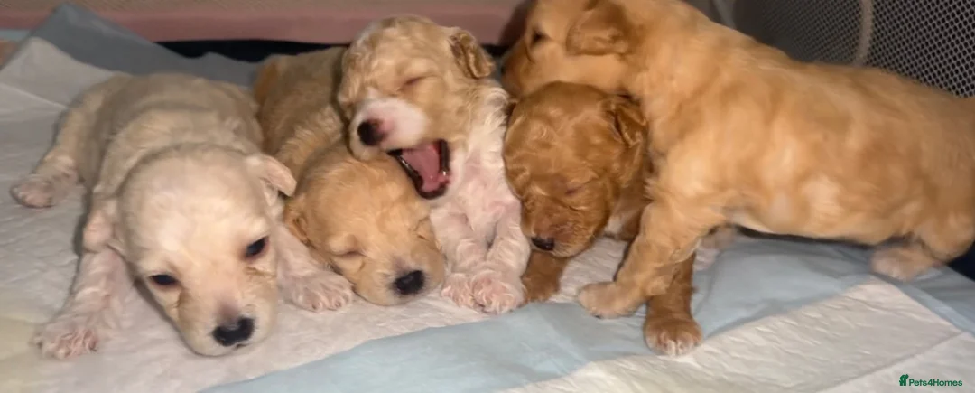 Maltipoo dogs for sale: 5 Maltipoo Puppies Looking For There Forever Homes - Advert 2