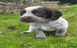 Cocker Spaniel dogs for sale: WORKING COCKER SPANIELS ..DNA CLEAR - Image 9