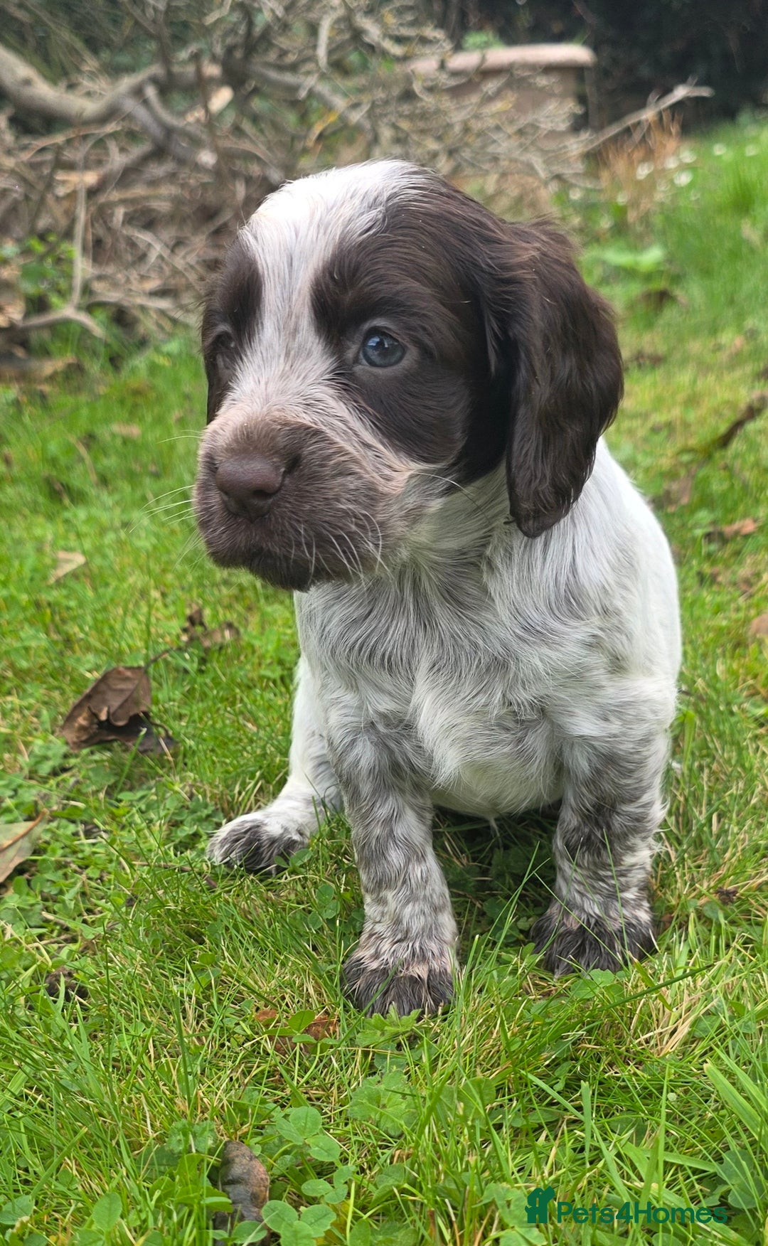 Cocker Spaniel dogs for sale: WORKING COCKER SPANIELS ..DNA CLEAR - Image 9