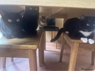 Mixed Breed cats - Advert 32