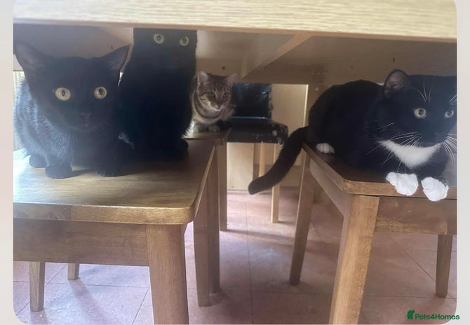 Mixed Breed cats - Advert 16
