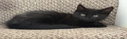 Mixed Breed cats for sale: Maine Coon  in Gloucester - Advert 2