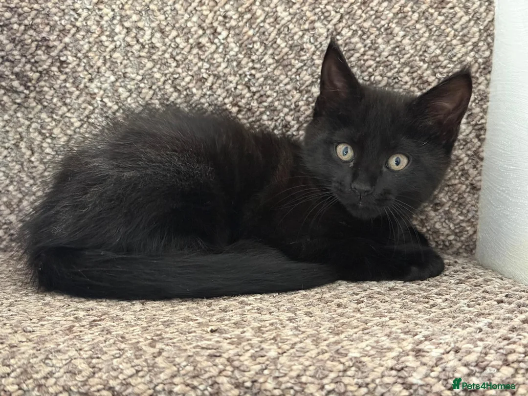 Mixed Breed cats for sale: Maine Coon  in Gloucester - Advert 2