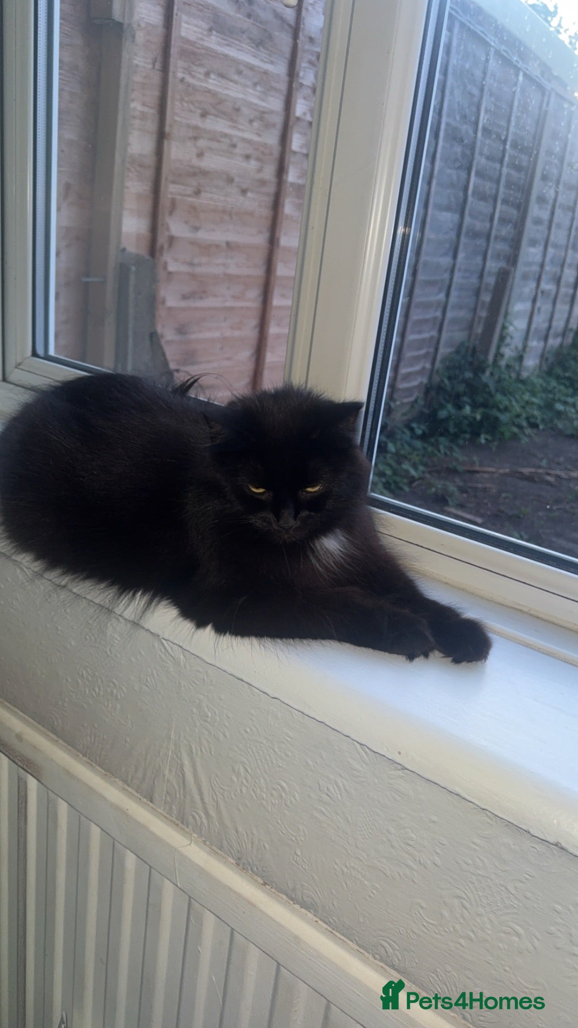 Norwegian Forest Cat cats Kittens for sale  - Advert 7