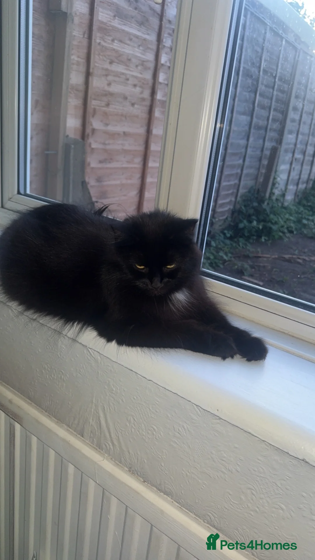 Norwegian Forest Cat cats for sale: Kittens for sale  - Advert 1