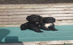 Sproodle dogs for sale: sproodle puppies - Image 1
