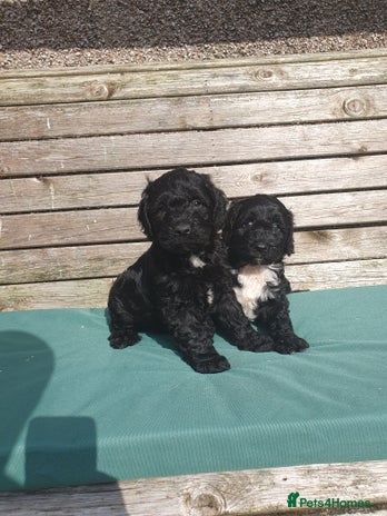 Sproodle dogs - Advert 3