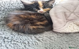 RagaMuffin cats for sale: Adorable Ragamuffin X kittens  - Image 10