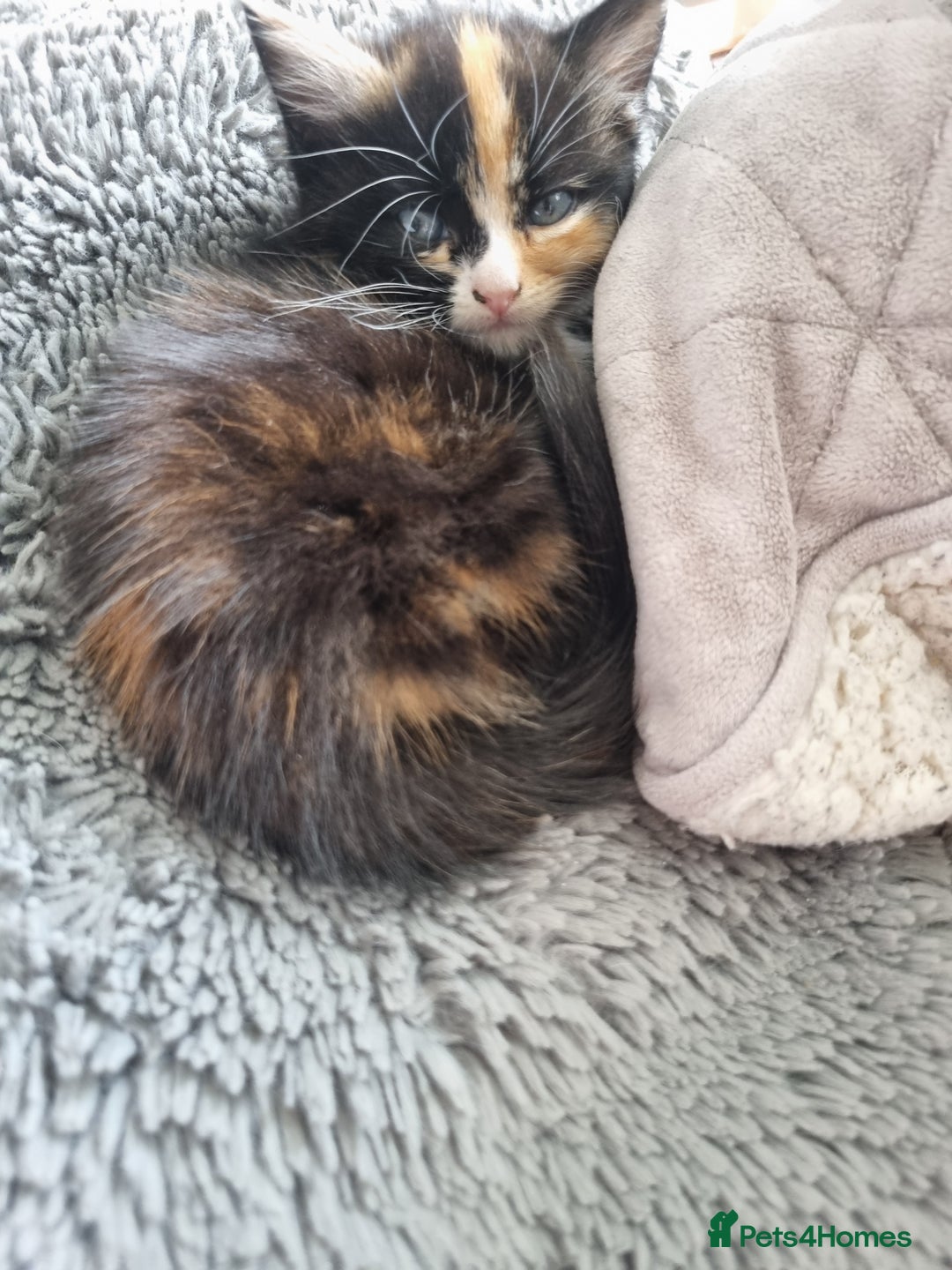 RagaMuffin cats for sale: Adorable Ragamuffin X kittens  - Image 10