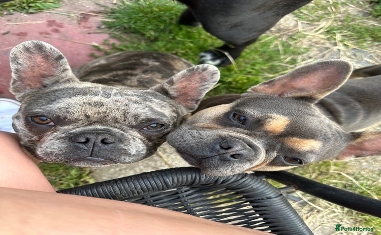 French Bulldog dogs - Advert 2