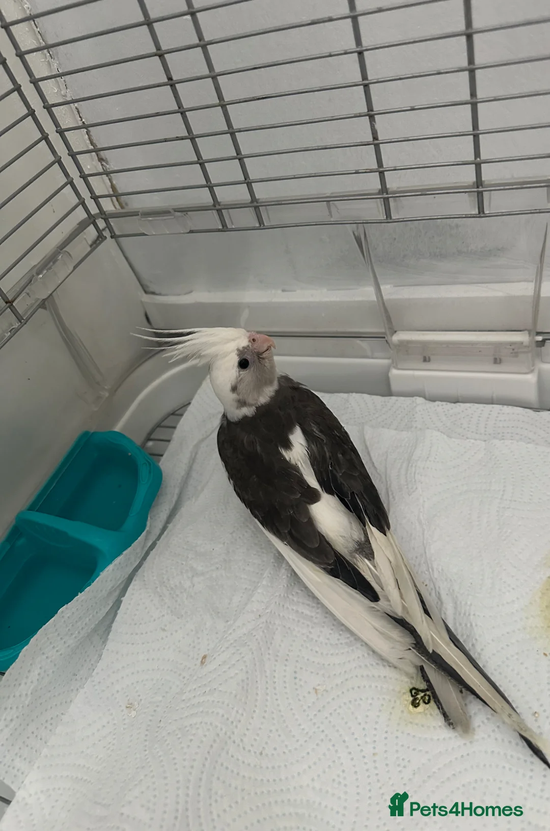 Cockatiels birds for sale: Middlesbrough  in Middlesbrough - Advert 6