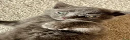 Ragdoll cats for sale: Pretty ragdoll X short hair friendly girl kittens  - Advert 10