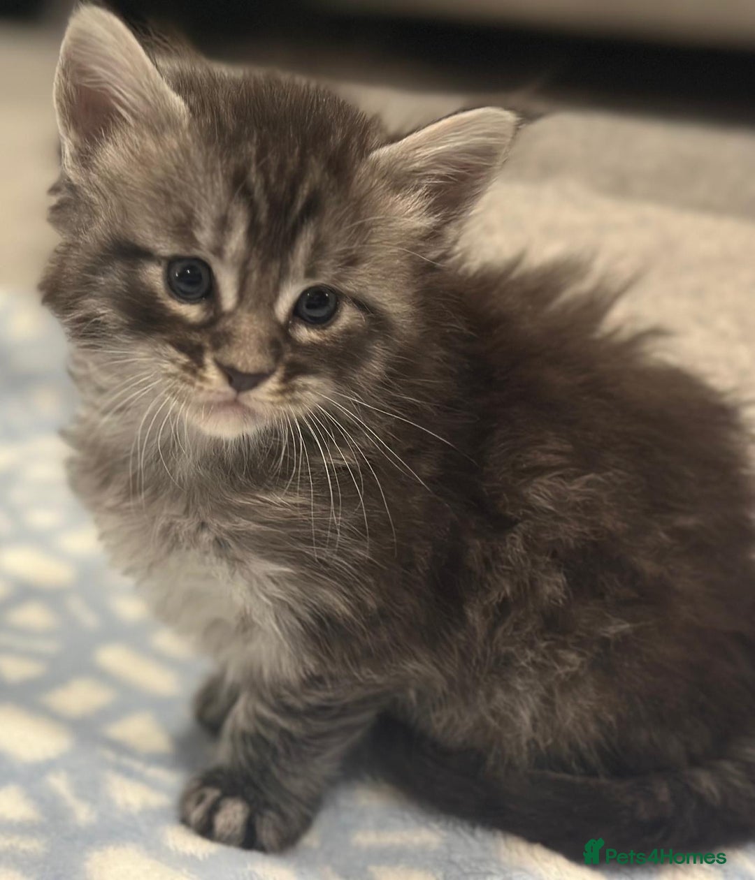 Maine Coon cats for sale: A litter of 7 Beautiful Maine coon kittens - Advert 12