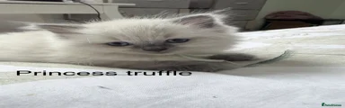 Princess truffle 