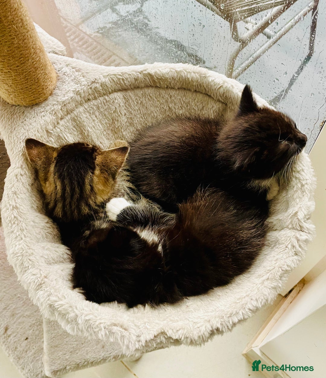 Mixed Breed cats for sale: Bengal x Ragdoll x Tabby kittens ready to go💕 - Image 7