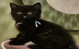 British Shorthair cats for sale: ✨British Shorthair Pedigree Kittens ✨ - Image 3