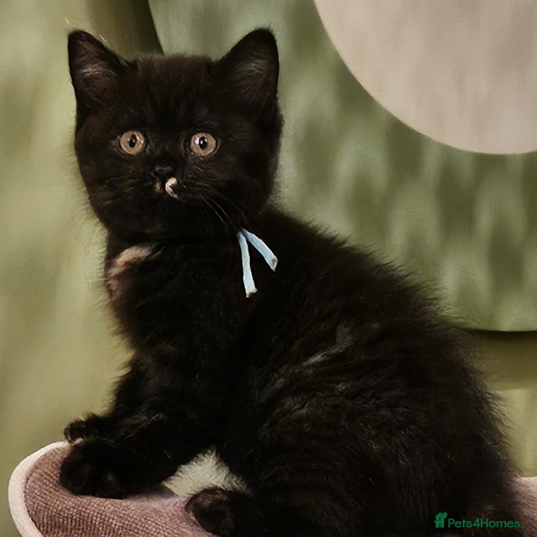 British Shorthair cats for sale: ✨British Shorthair Pedigree Kittens ✨ - Image 3