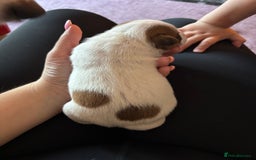 Jack Russell dogs for sale: Beautiful, big and healthy jack Russell pups - Image 5