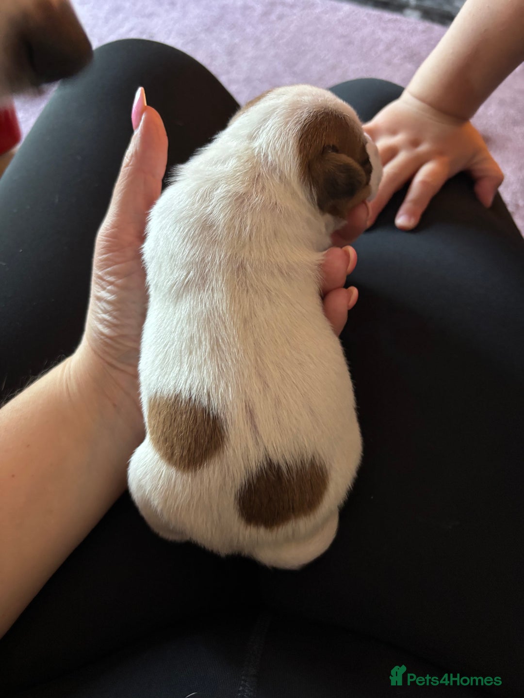 Jack Russell dogs for sale: Beautiful, big and healthy jack Russell pups - Image 5