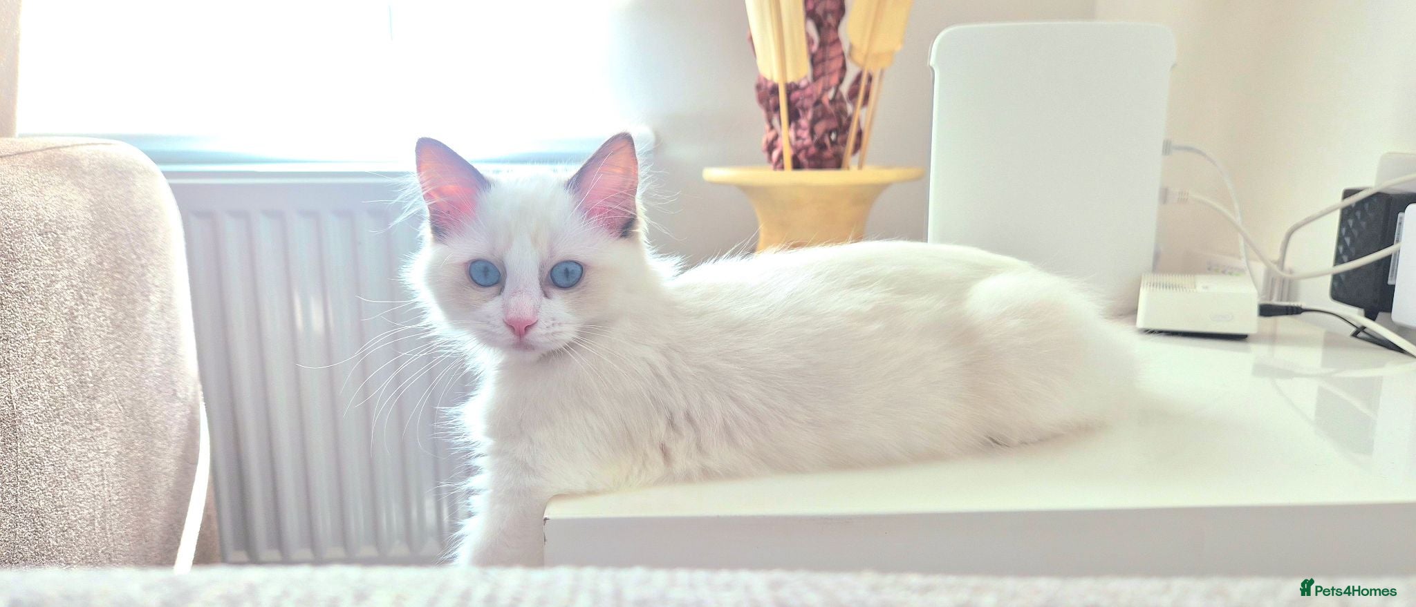 Ragdoll cats Beautiful blue eyed 3 month old Ragdoll Kitten - Advert 2