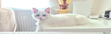 Beautiful blue eyed 3 month old Ragdoll Kitten