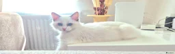 Ragdoll cats for sale: Beautiful blue eyed 3 month old Ragdoll Kitten in Ashford - Advert 1