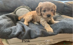 Cavapoo dogs for sale: Outstanding F1 Apricot Cavapoo puppies  - Image 3