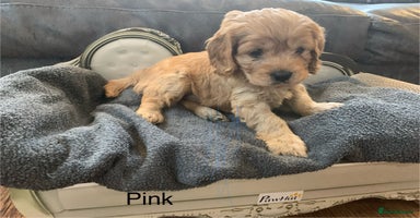 Cavapoo dogs - Advert 15