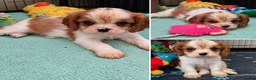 Cavalier King Charles Spaniel dogs for sale: Last beautiful boy left! Reduced - Advert 5
