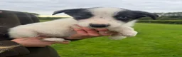 Smooth Collie dogs for sale: Sheepdog pups - Advert 6