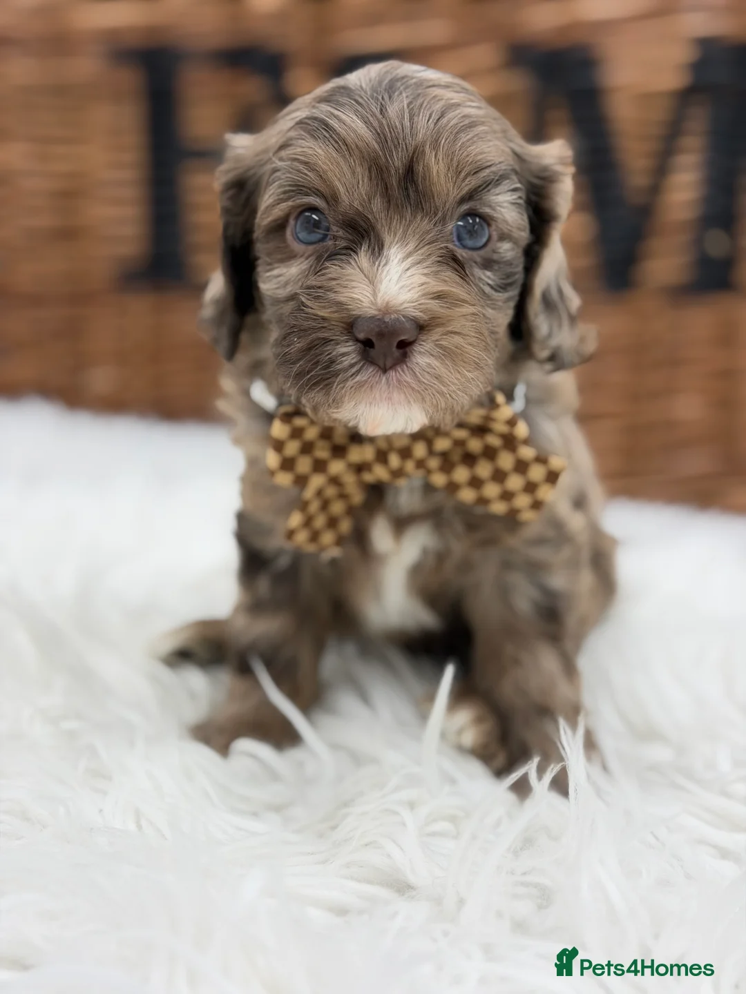 Cavapoo dogs for sale: F1 E ** tensively health tested cavapoos  - Advert 2