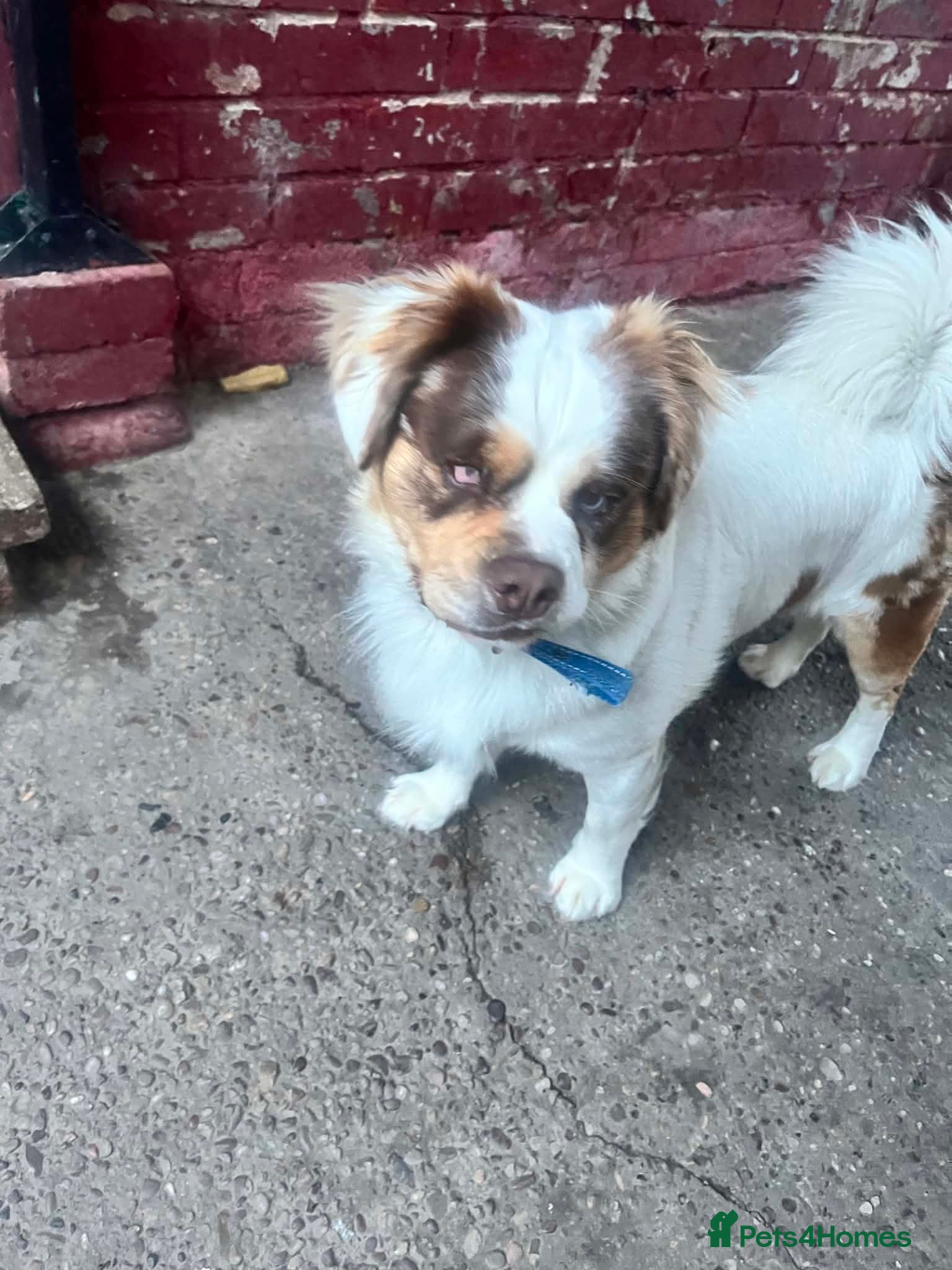 Mixed Breed dogs Home urgently needed for billy - Advert 18