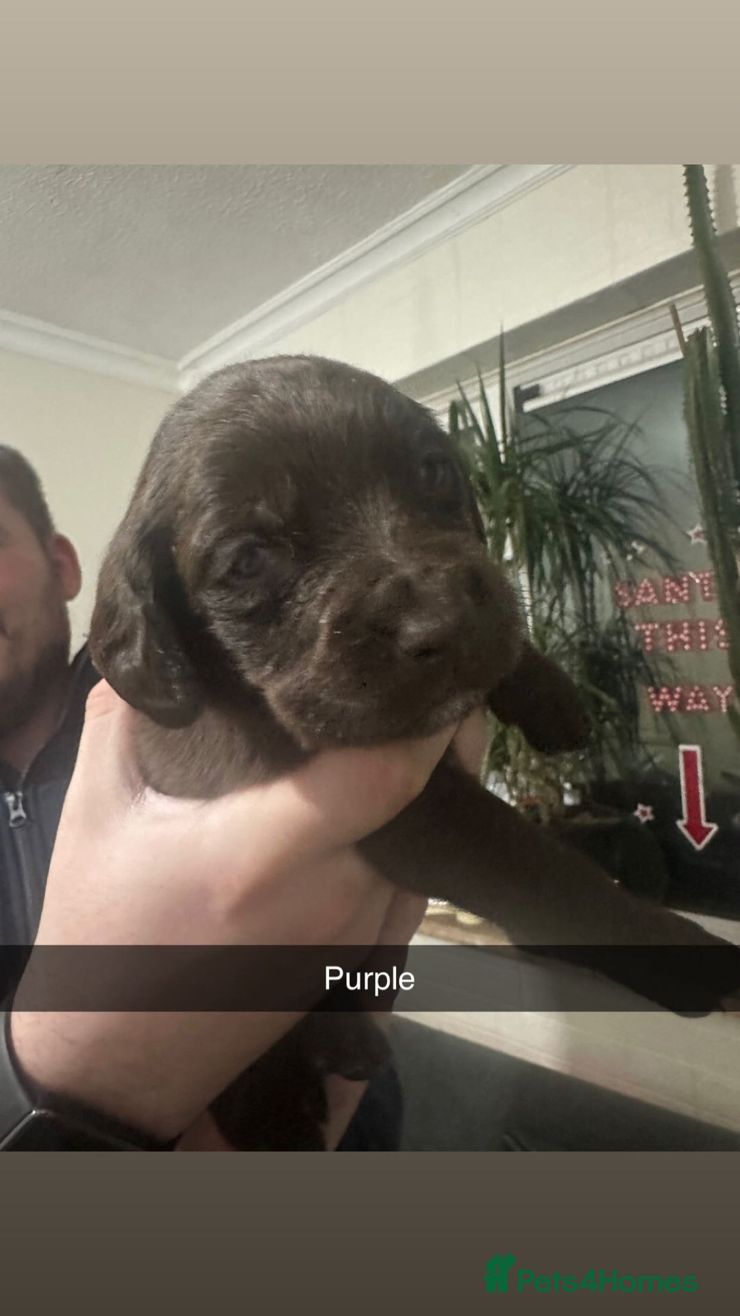 Cockerdor dogs for sale: Cockerdors - Advert 3