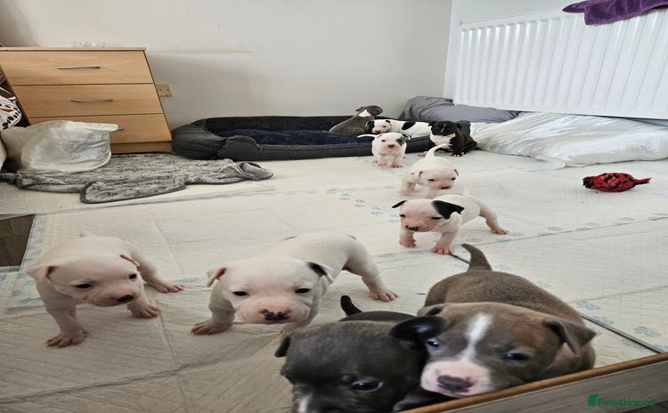 Staffordshire Bull Terrier dogs - Advert 5